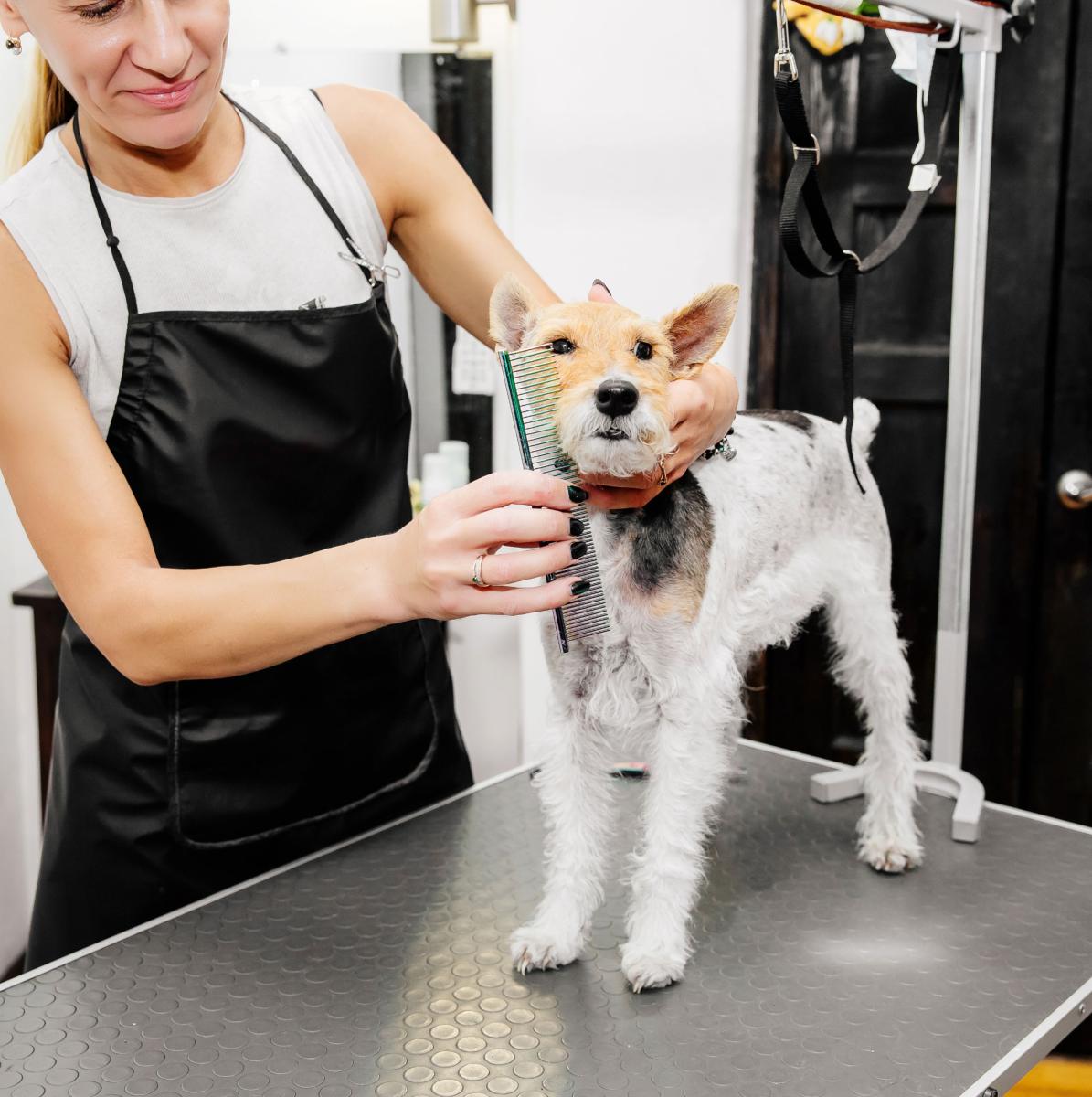 Tables de toilettage pour chien