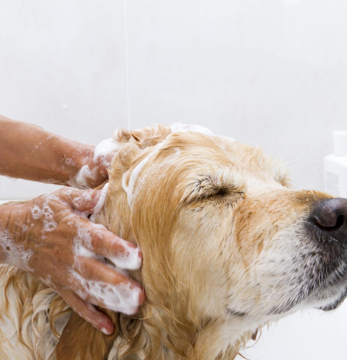 produits de toilettage pour chien 