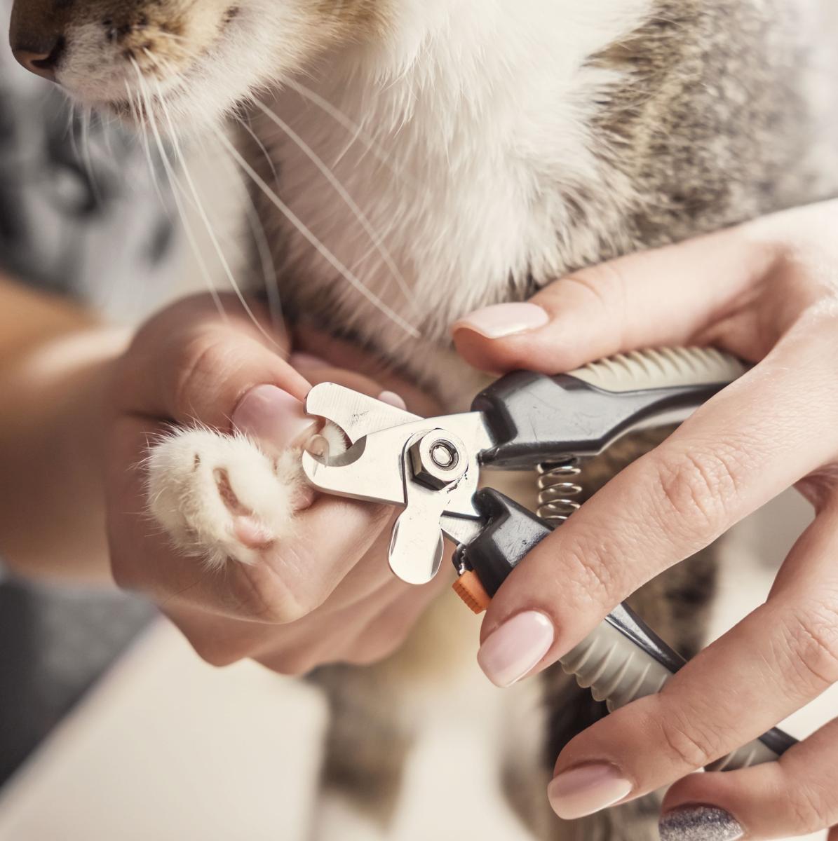 Coupes ongles pour chien 