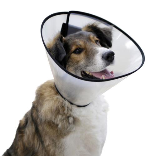 Collerette pour chien 22-26 cm x 10 cm