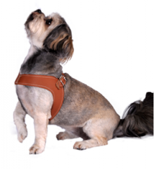Harnais luxe rich dog disponible en plusieurs tailles et couleurs