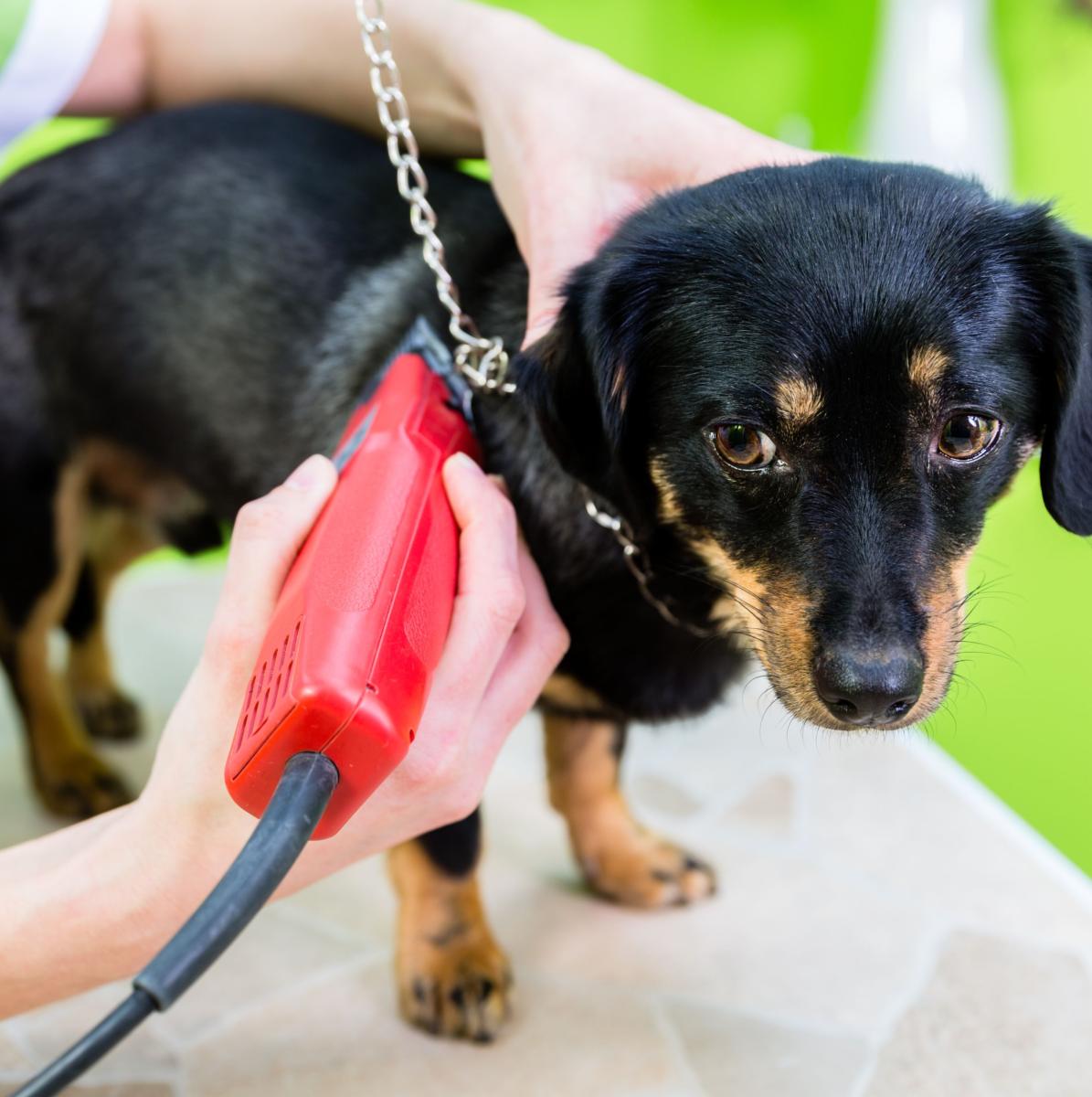 Tondeuses de toilettage pour chien 